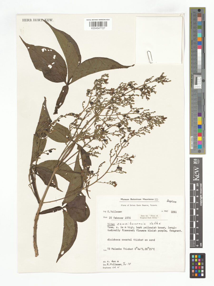 Vitex zanzibarensis — photo