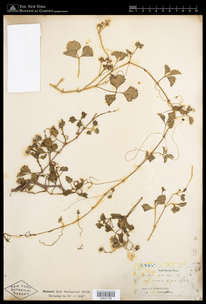 Vitis acida — photo