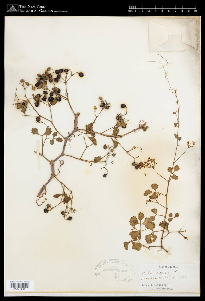 Vitis acida — photo