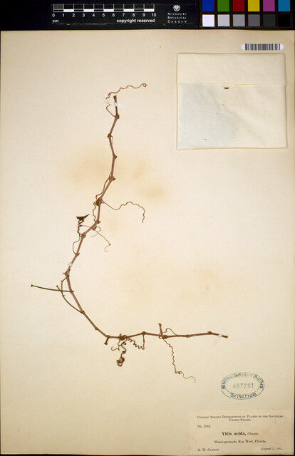 Vitis acida