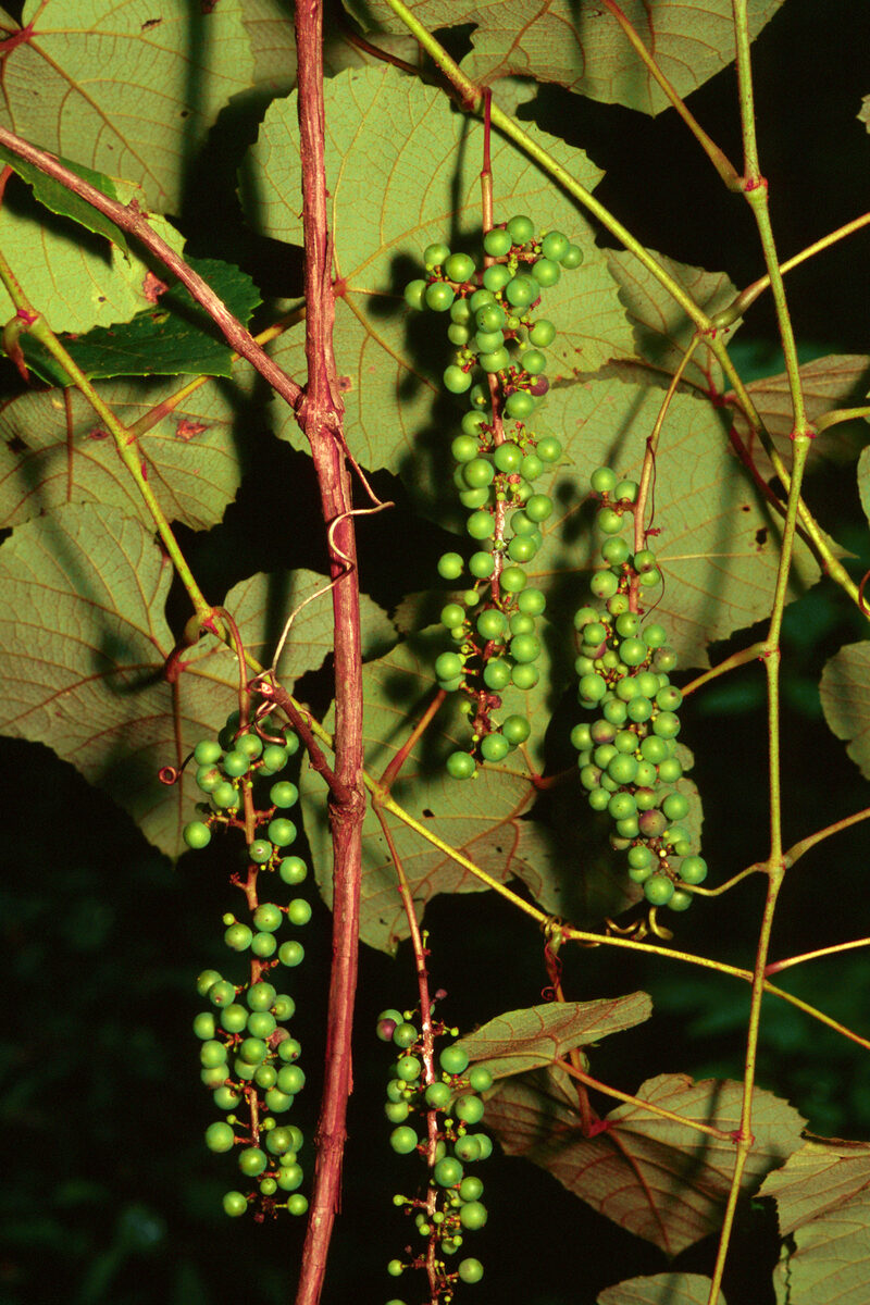 Vitis aestivalis (Summer grape) — photo