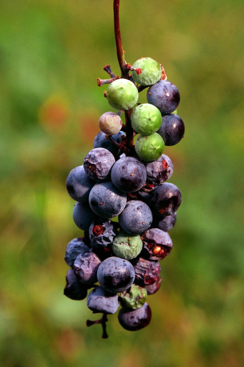 Vitis aestivalis (Summer grape) — photo