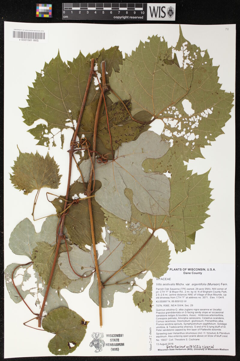 Vitis aestivalis argentifolia - (Munson.)Fernald. (Summer Grape) — photo