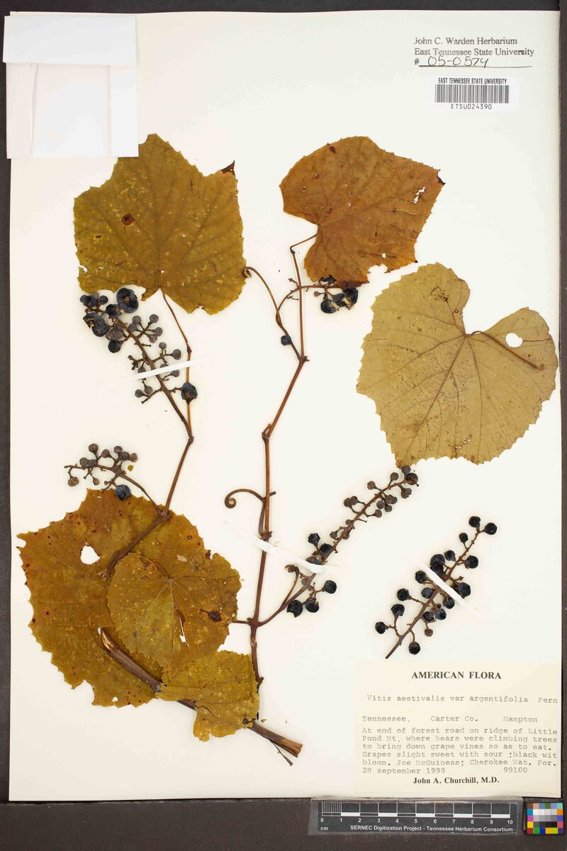 Vitis aestivalis argentifolia - (Munson.)Fernald. (Summer Grape) — photo