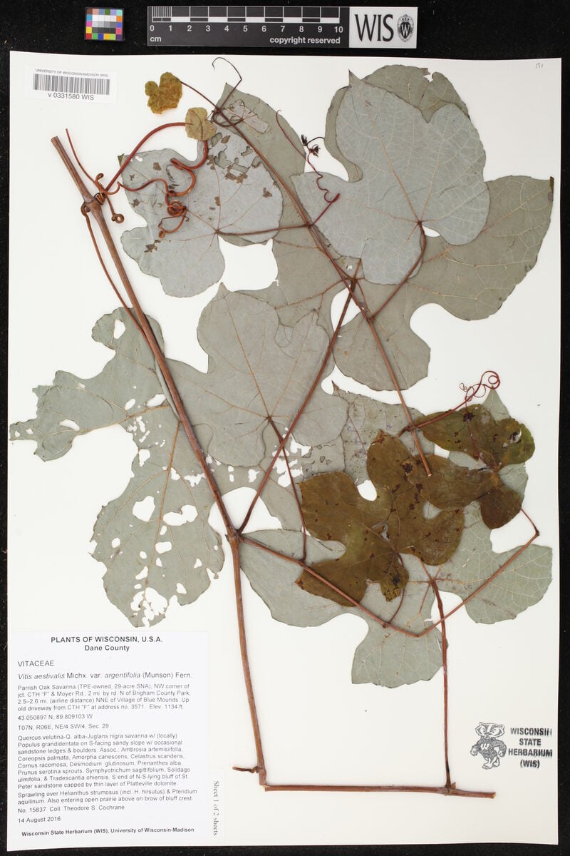 Vitis aestivalis argentifolia - (Munson.)Fernald.