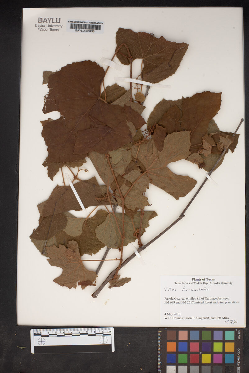 Vitis aestivalis var. linsecomii - (Buckley) Munson (Post-Oak Grape) — photo