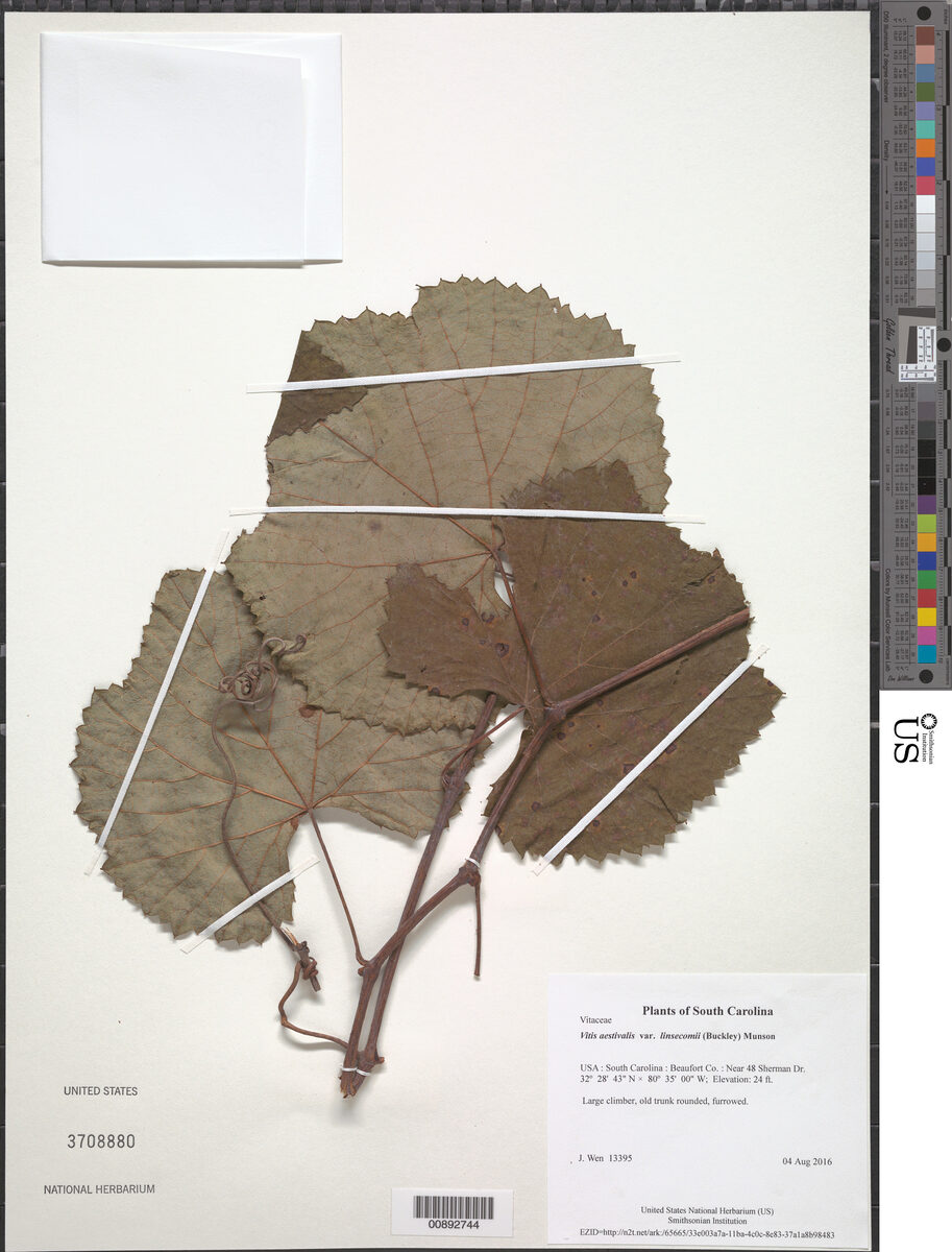 Vitis aestivalis var. linsecomii - (Buckley) Munson (Post-Oak Grape) — photo