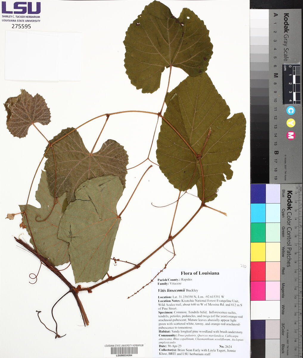 Vitis aestivalis var. linsecomii - (Buckley) Munson