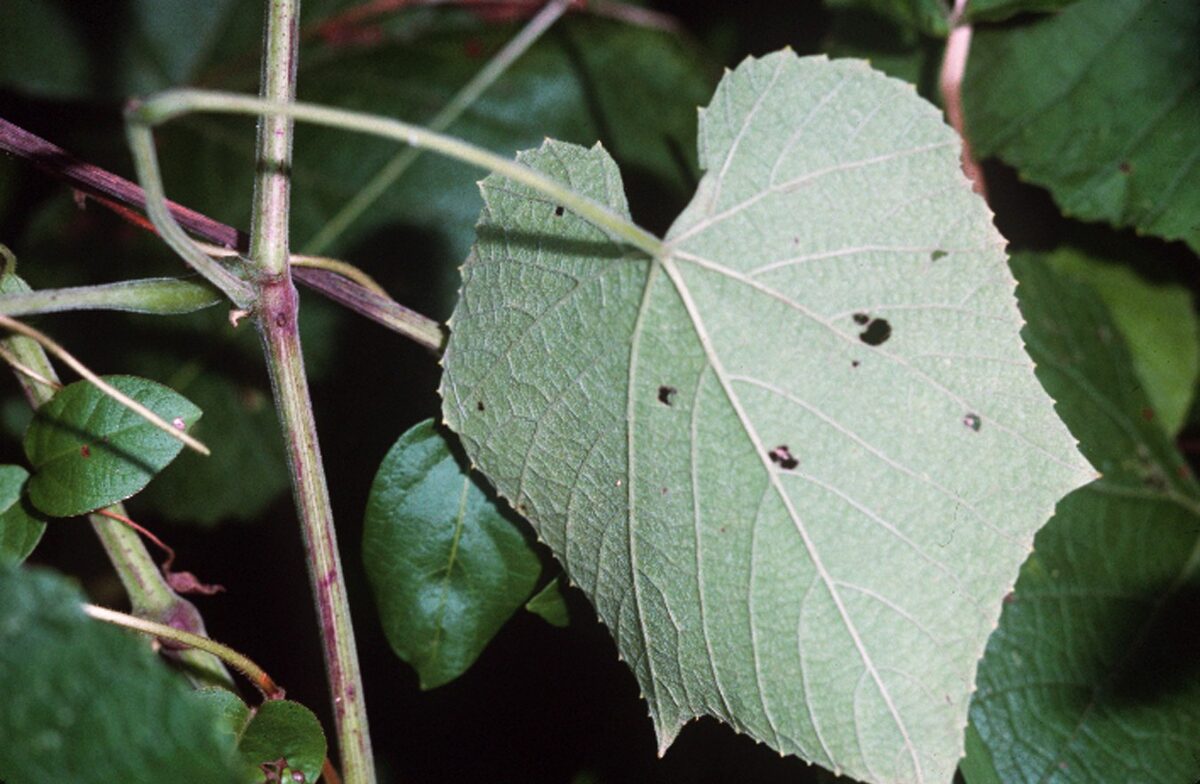 Vitis cinerea (Sweet winter grape) — photo