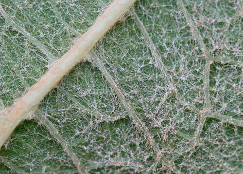 Vitis cinerea floridana (Currant Grape) — photo