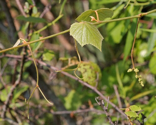 Vitis cinerea floridana (Currant Grape) — photo