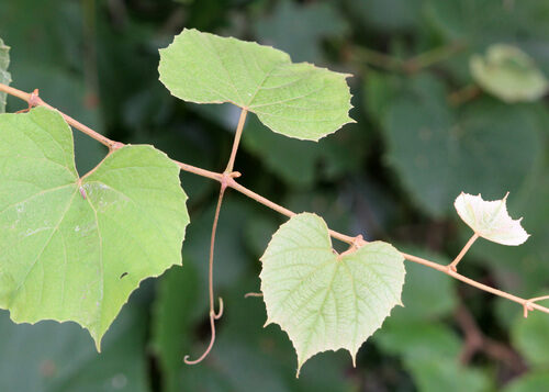 Vitis cinerea floridana