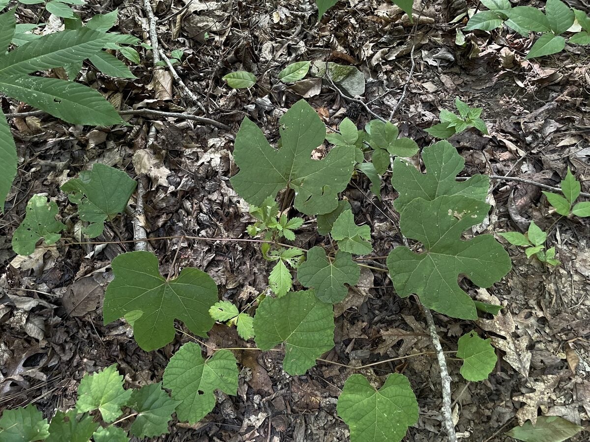 Vitis cinerea var. baileyana (Graybark grape) — photo