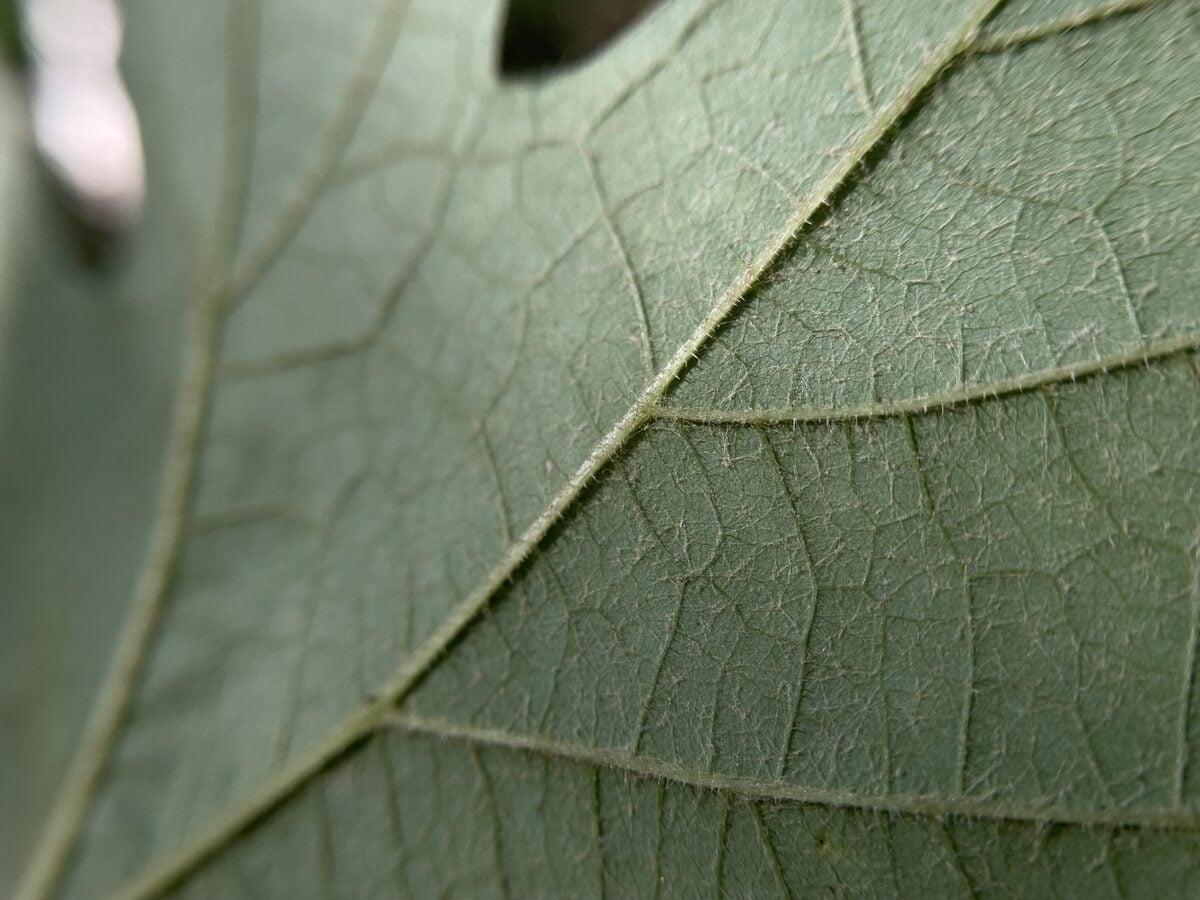 Vitis cinerea var. baileyana (Graybark grape) — photo