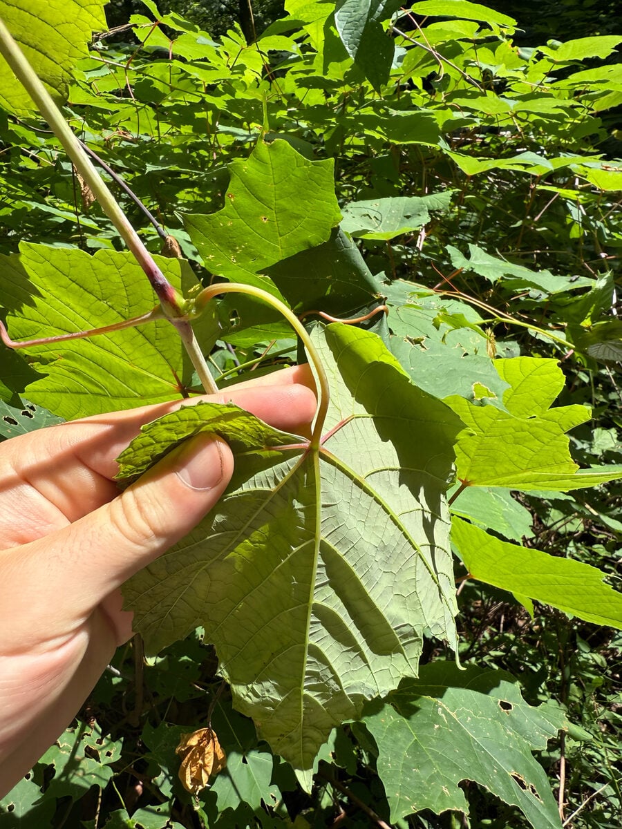 Vitis cinerea var. baileyana