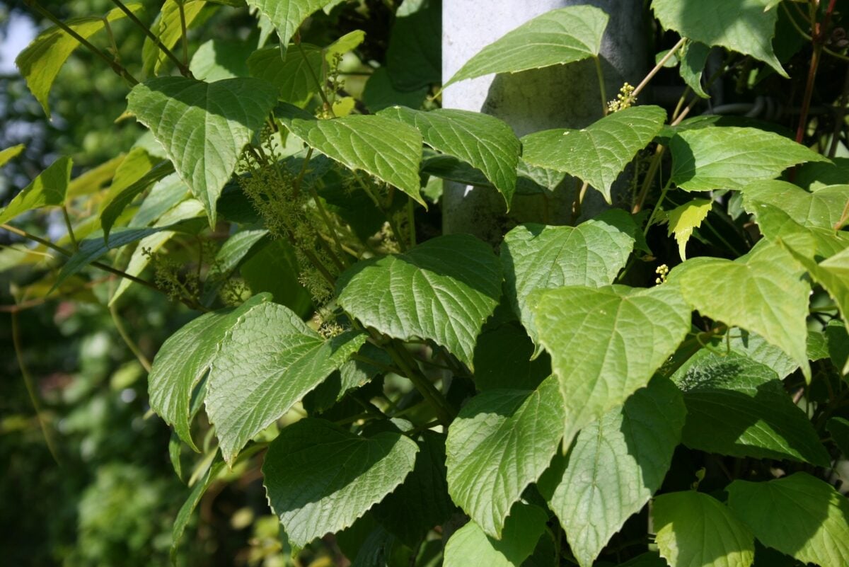 Vitis flexuosa (White-leaved bramble) — photo