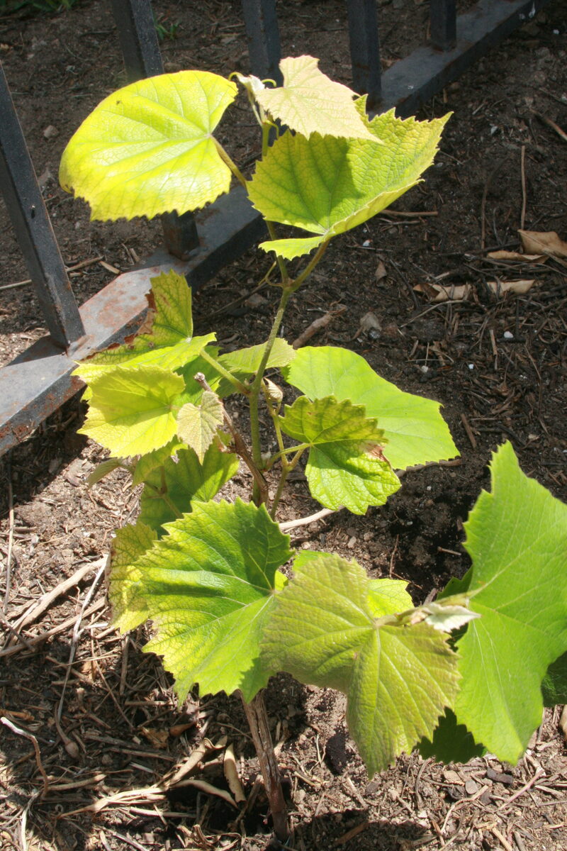 Vitis flexuosa (White-leaved bramble) — photo