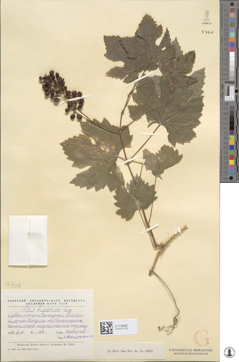 Vitis hissarica