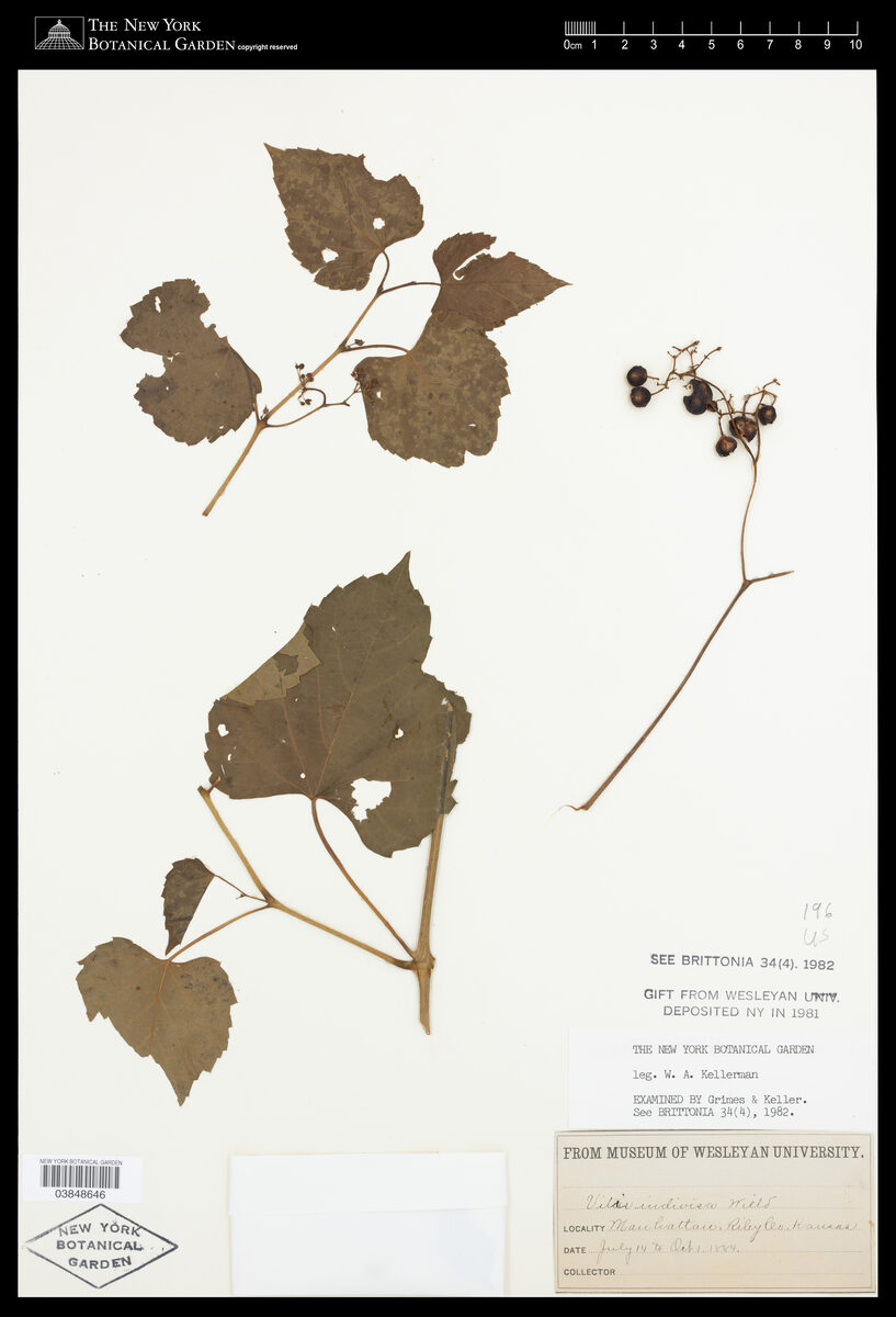Vitis indivisa — photo