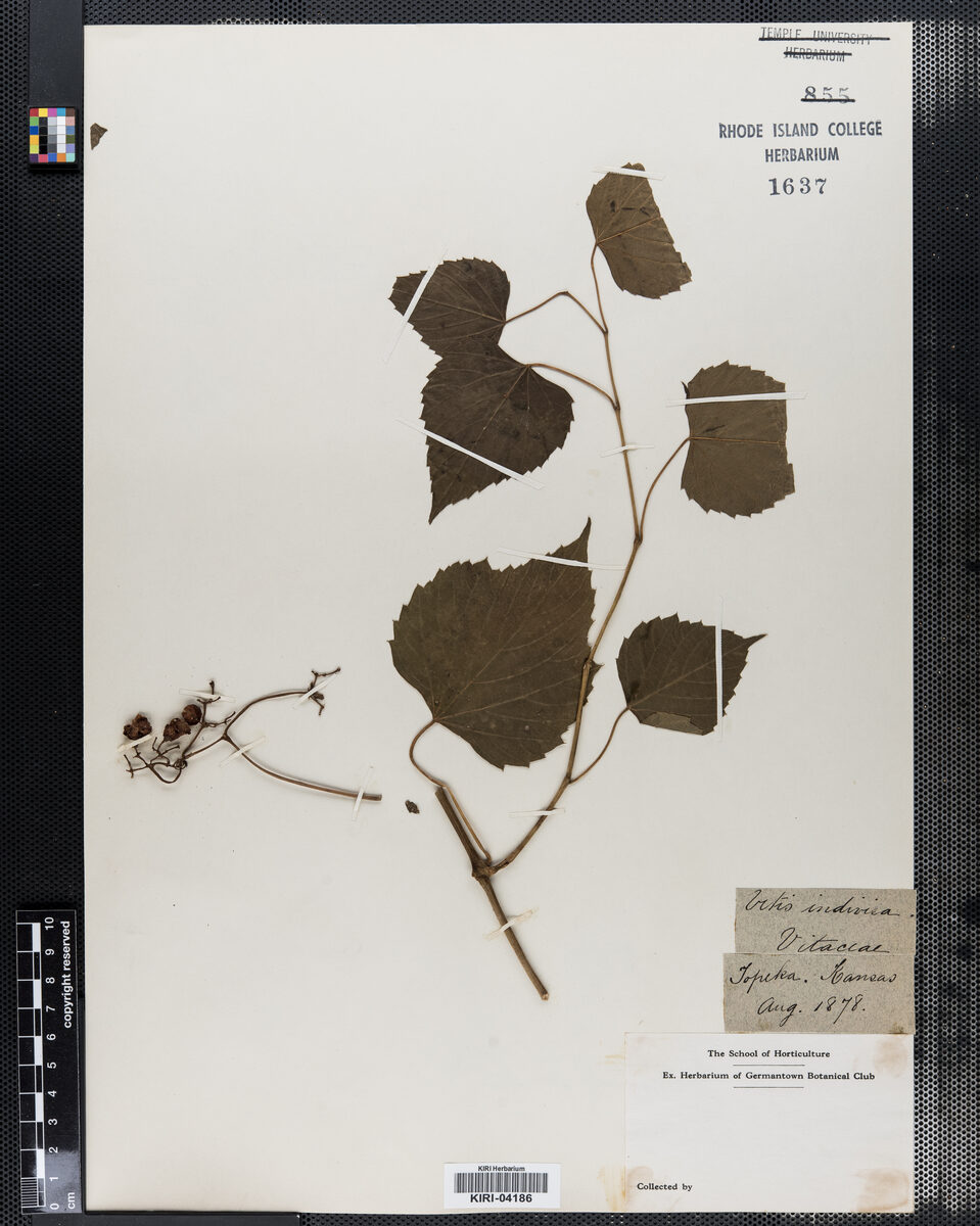 Vitis indivisa — photo