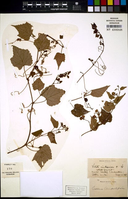 Vitis indivisa
