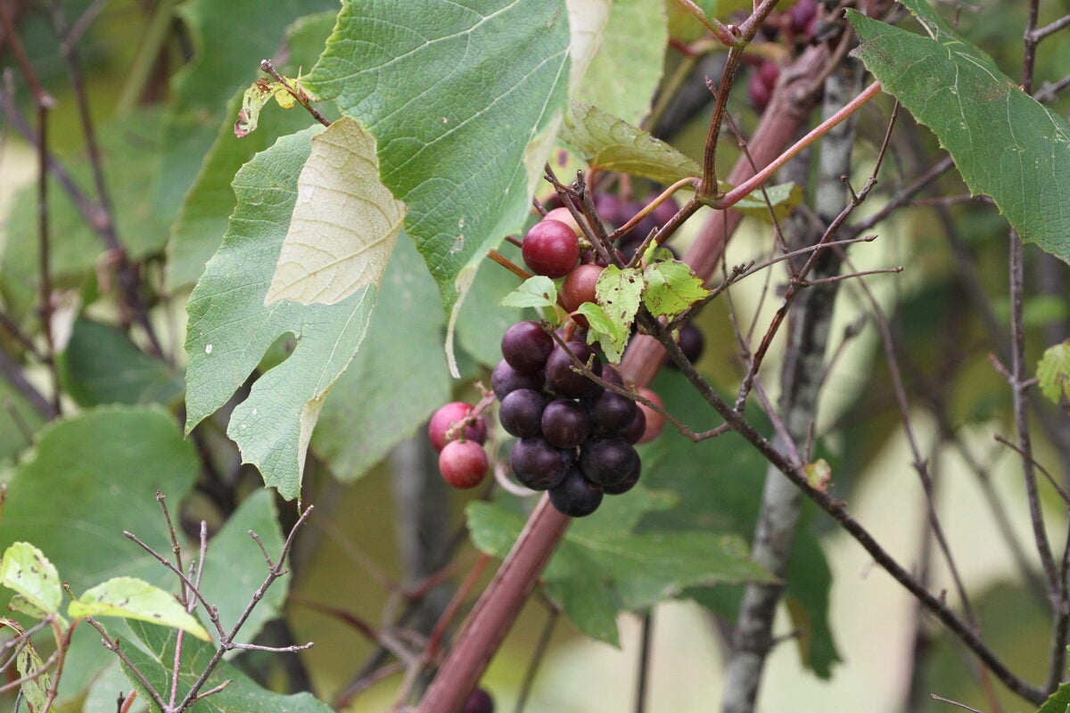 Vitis labrusca (Fox grape) — photo