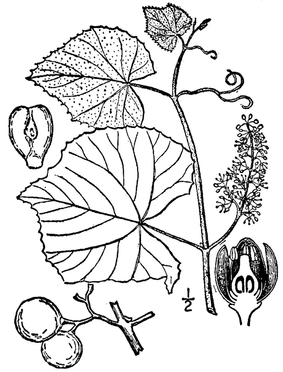 Vitis labrusca (Fox grape) — photo