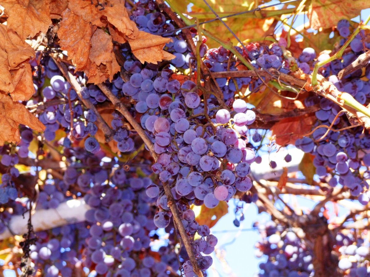 Vitis labrusca
