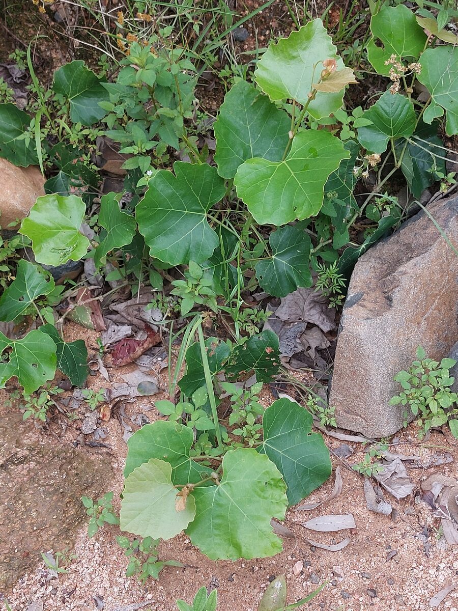 Vitis lanata (Wild grape) — photo