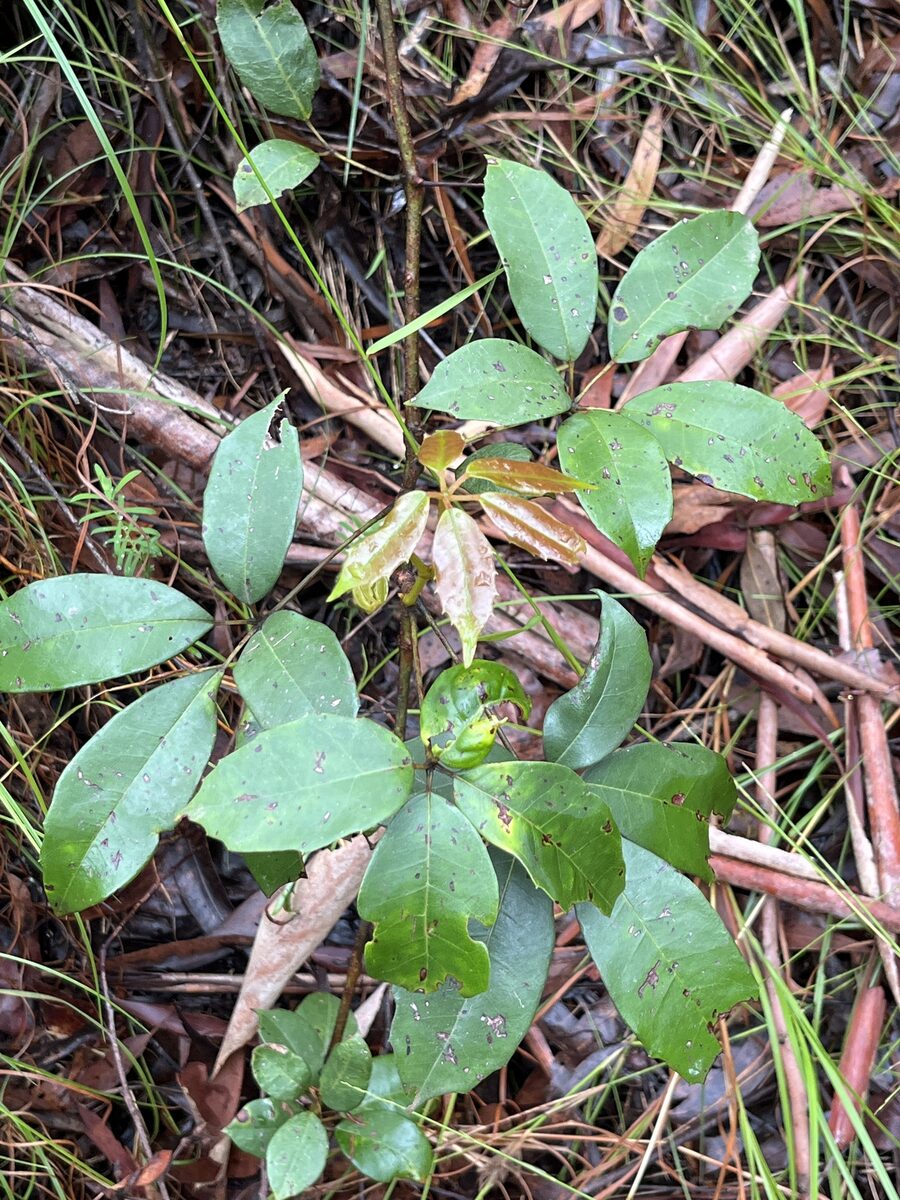 Vitis lanata (Wild grape) — photo