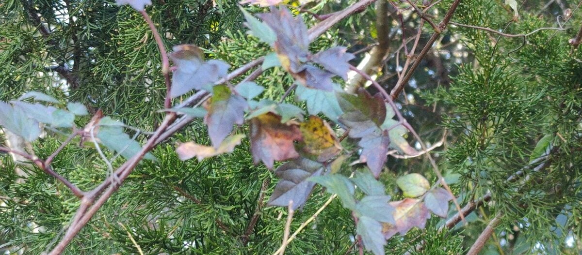 Vitis lanata
