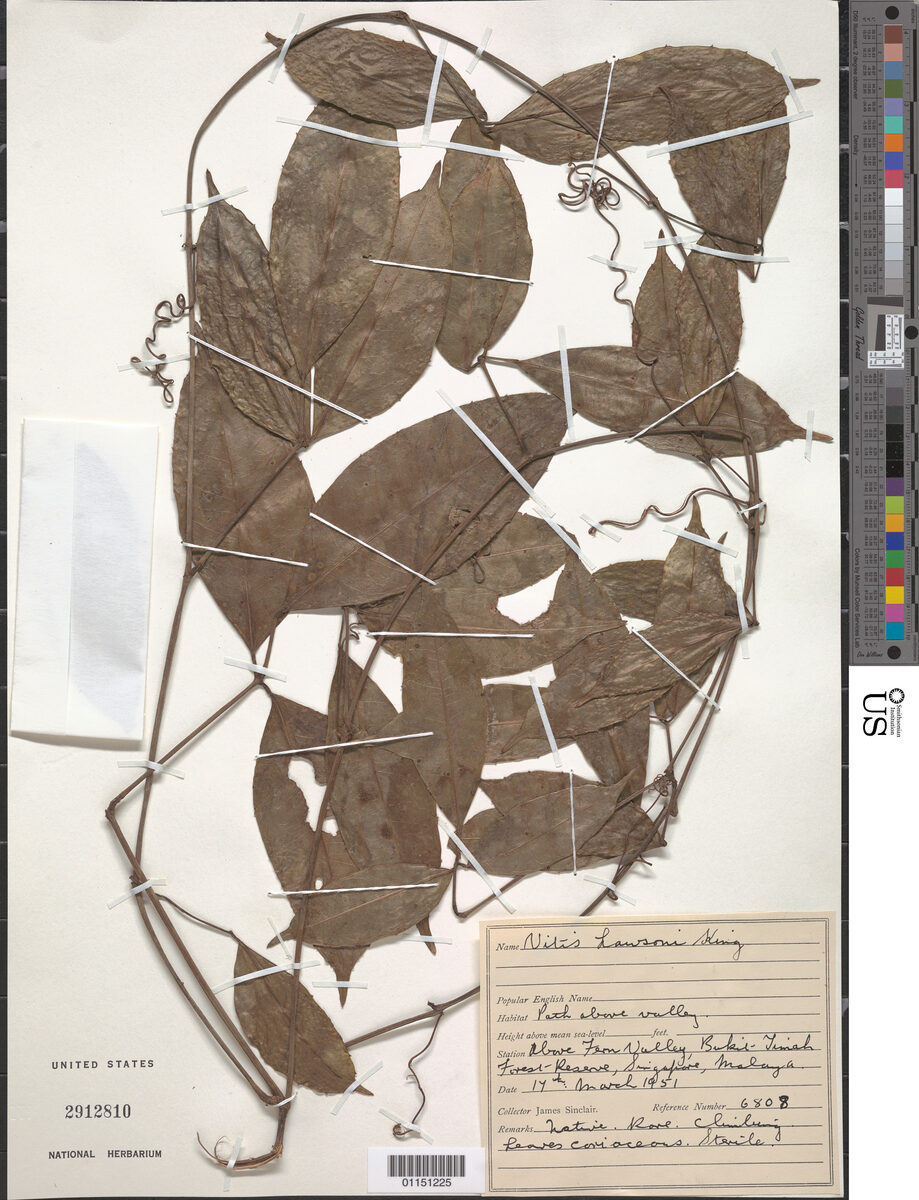 Vitis lawsonii — photo