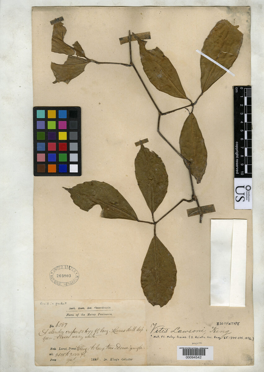 Vitis lawsonii — photo