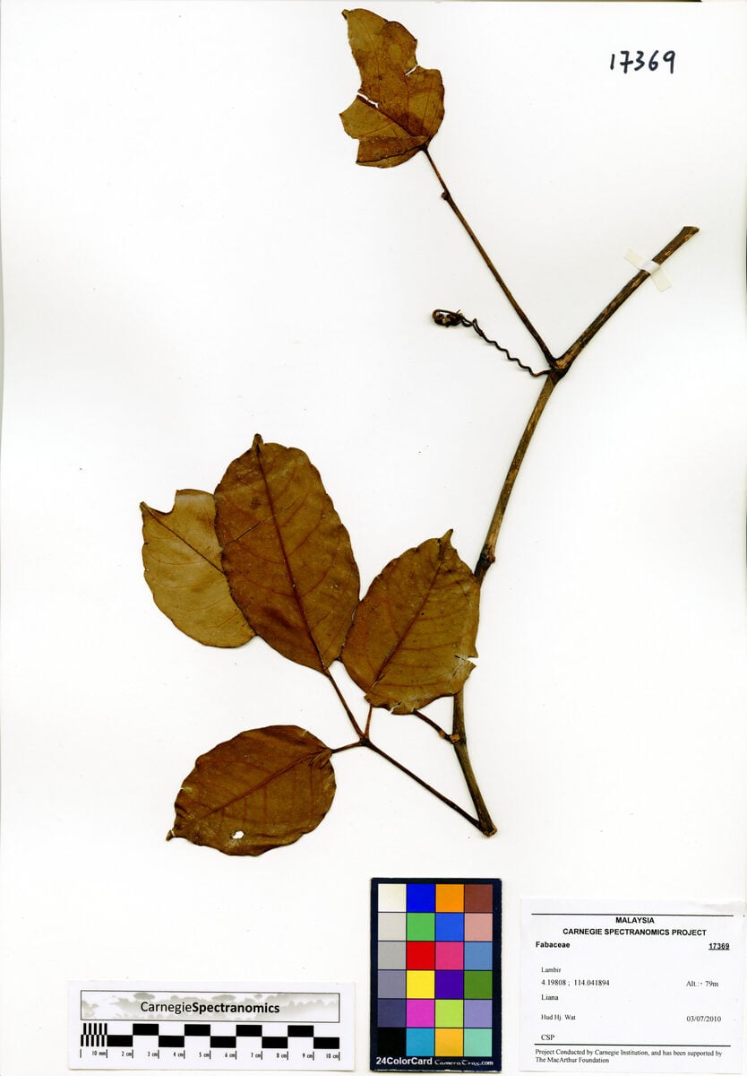 Vitis lawsonii