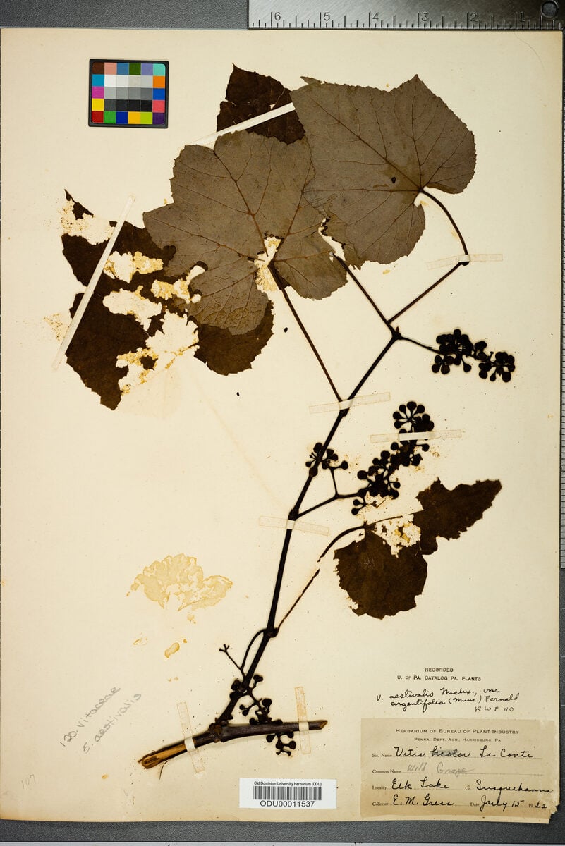 Vitis lecontiana