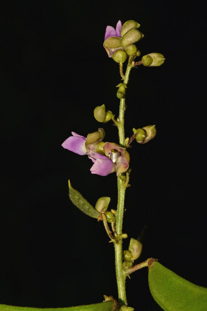 Vitis martini (Tao wan kon) — photo