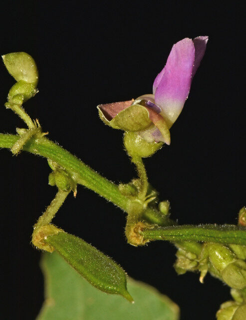 Vitis martini (Tao wan kon) — photo