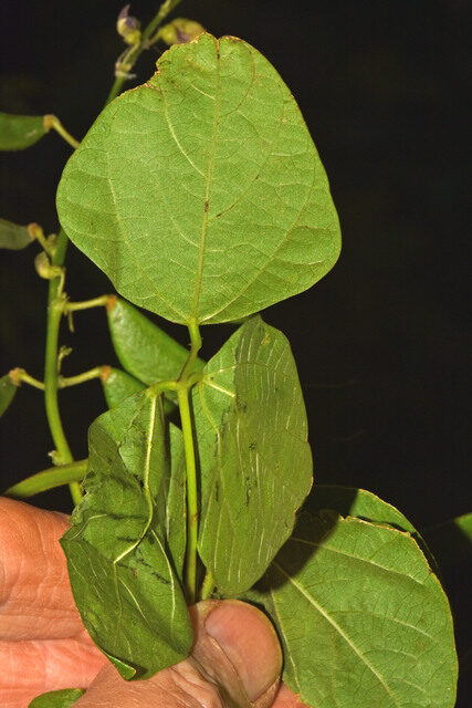 Vitis martini
