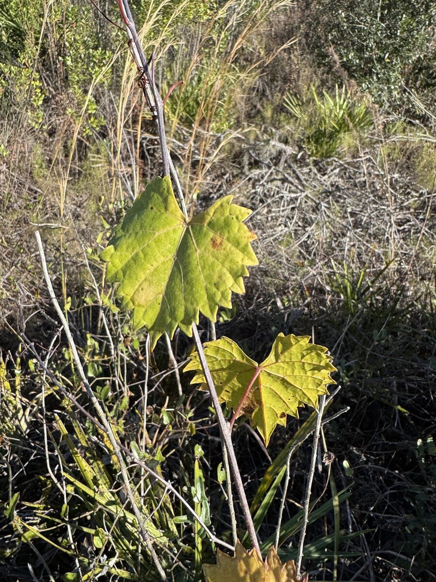 Vitis solonis — photo