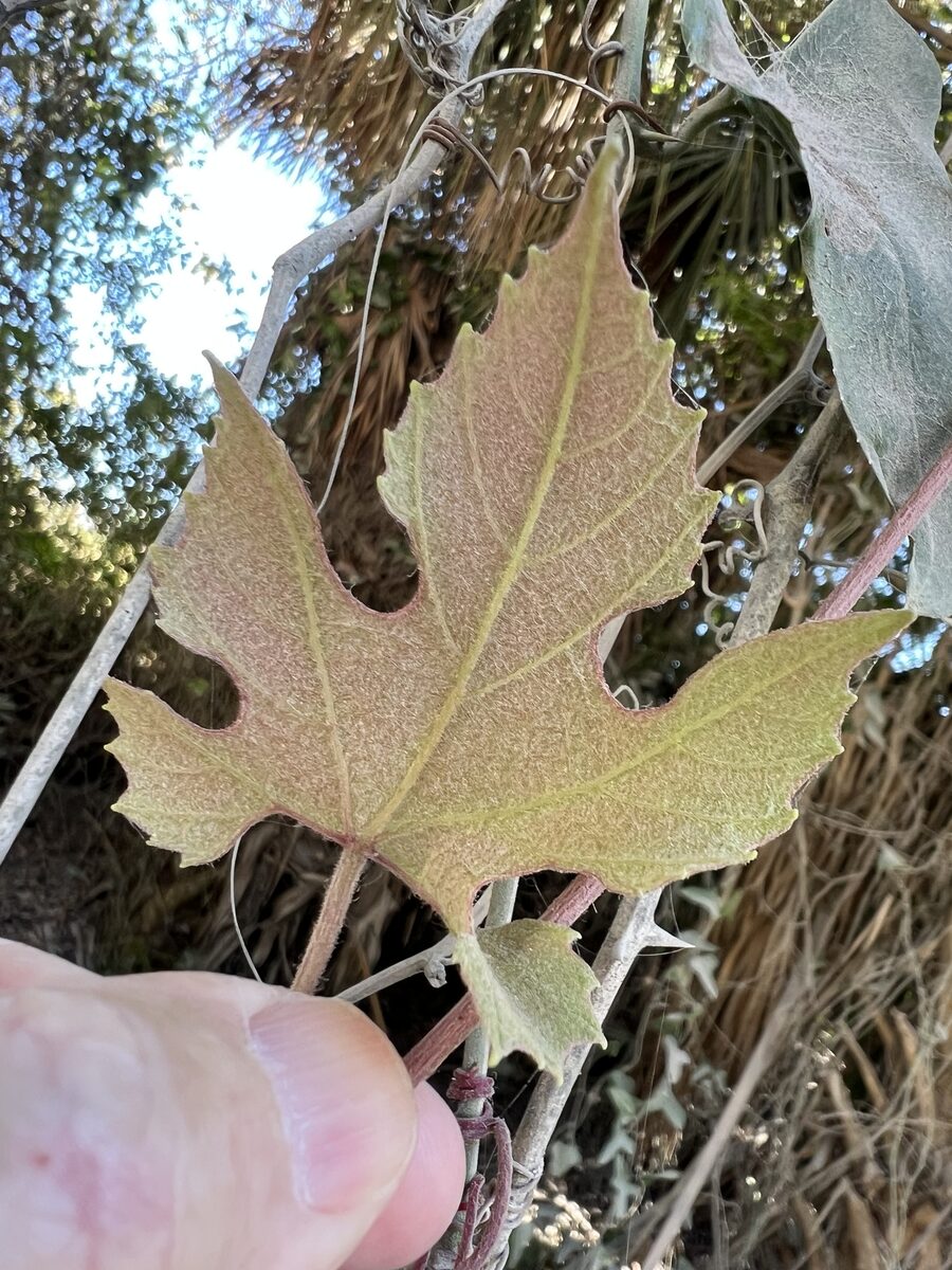 Vitis solonis