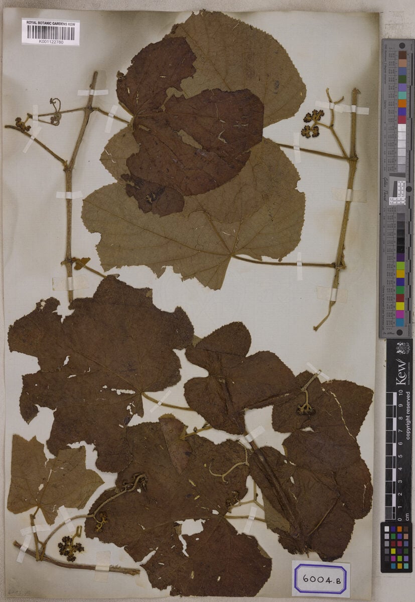 Vitis triloba (Lakom) — photo