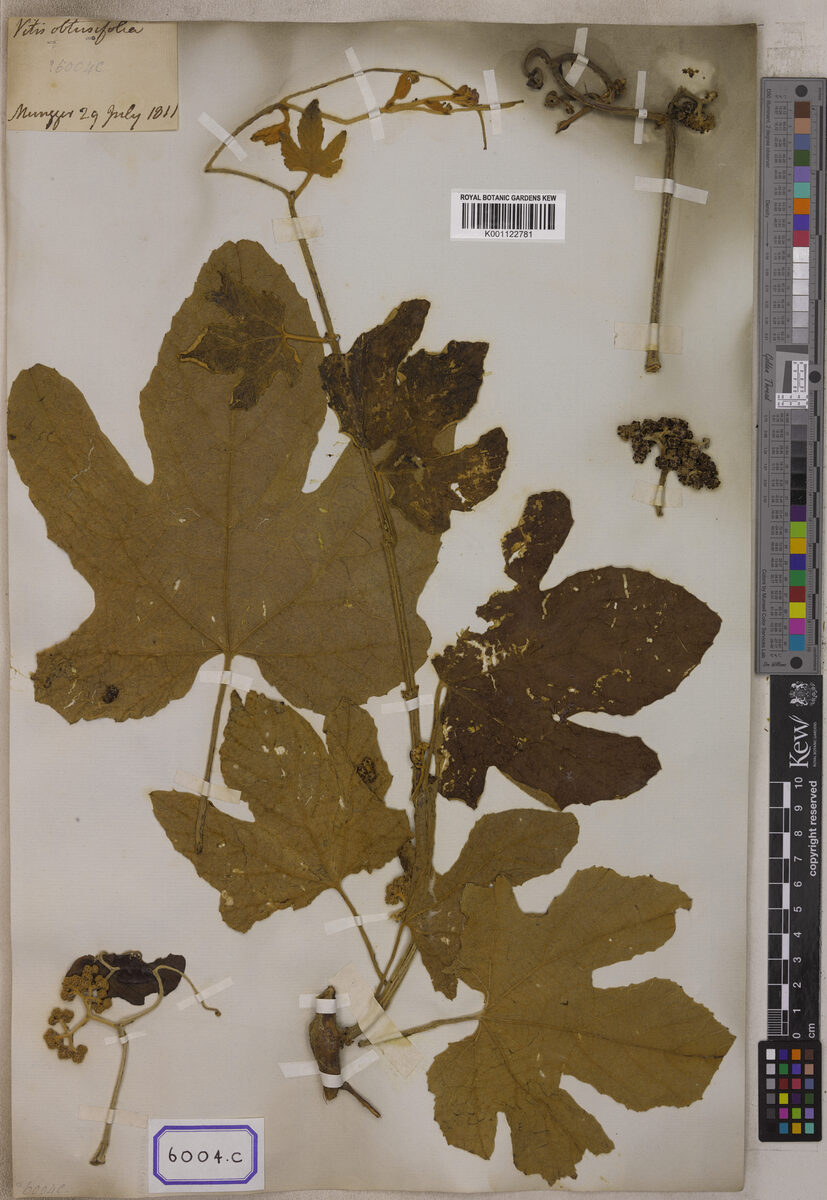 Vitis triloba (Lakom) — photo