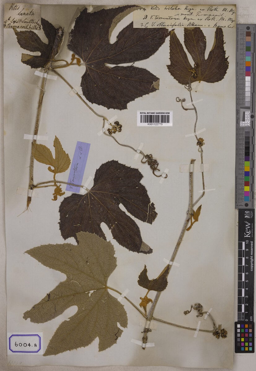 Vitis triloba