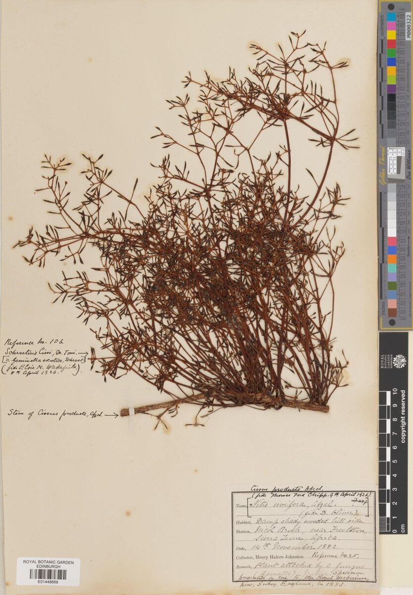 Vitis uvifera — photo