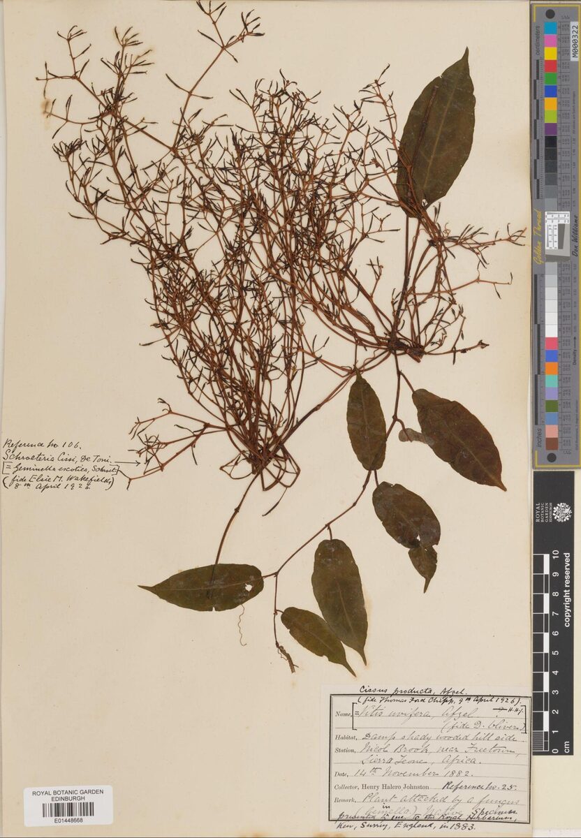 Vitis uvifera