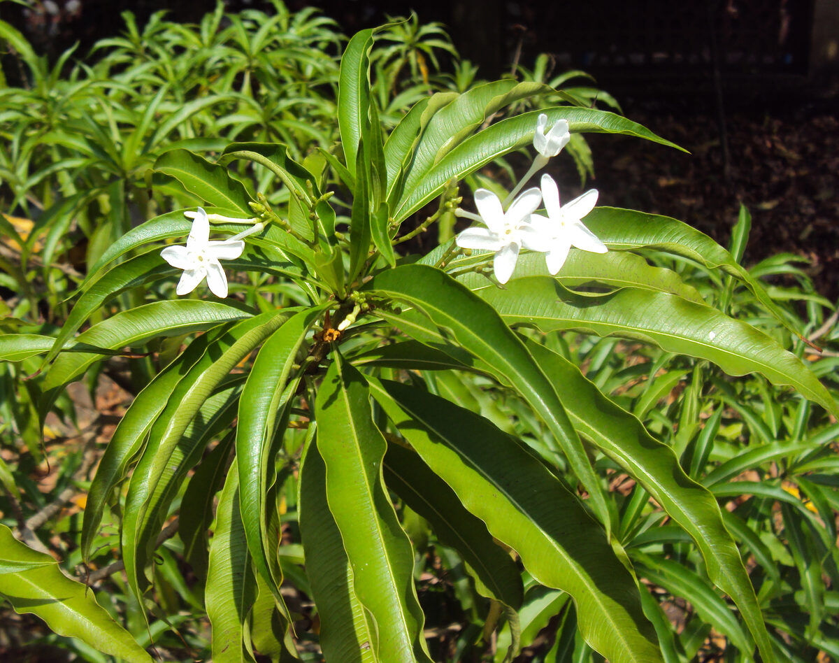 Voacanga foetida