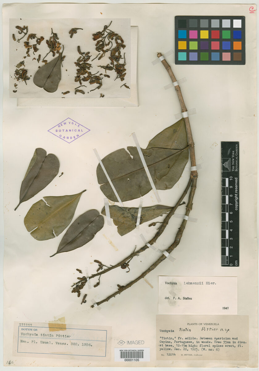 Vochysia tintin (Tintin vochysia) — photo