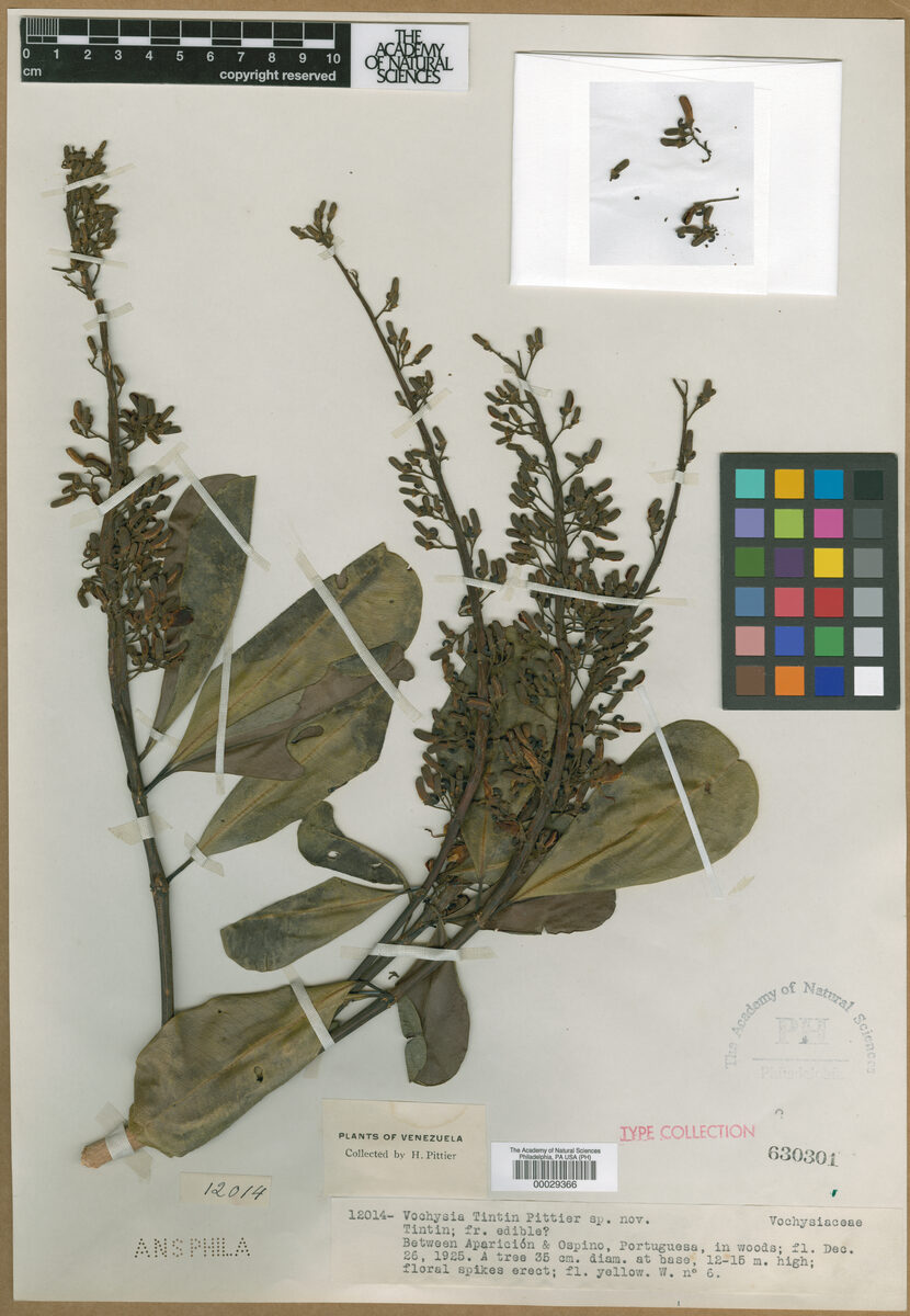 Vochysia tintin (Tintin vochysia) — photo