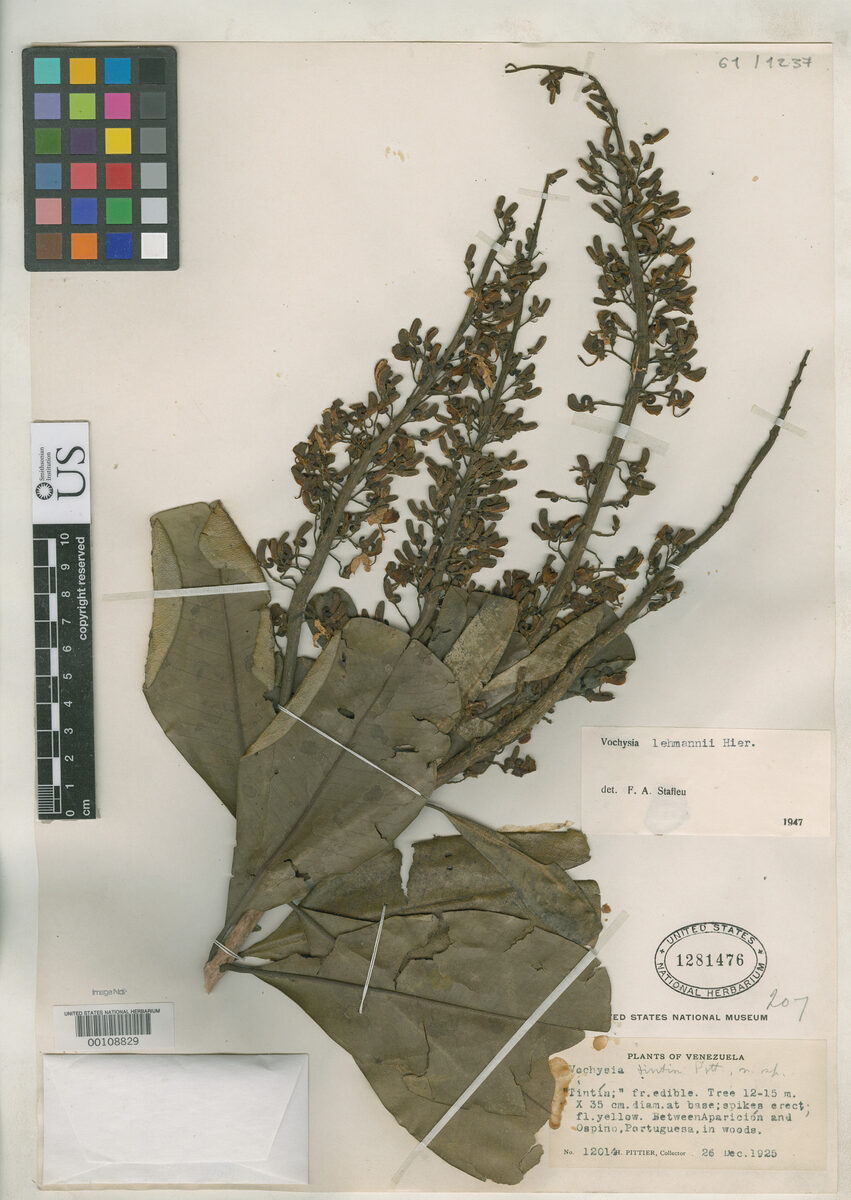 Vochysia tintin