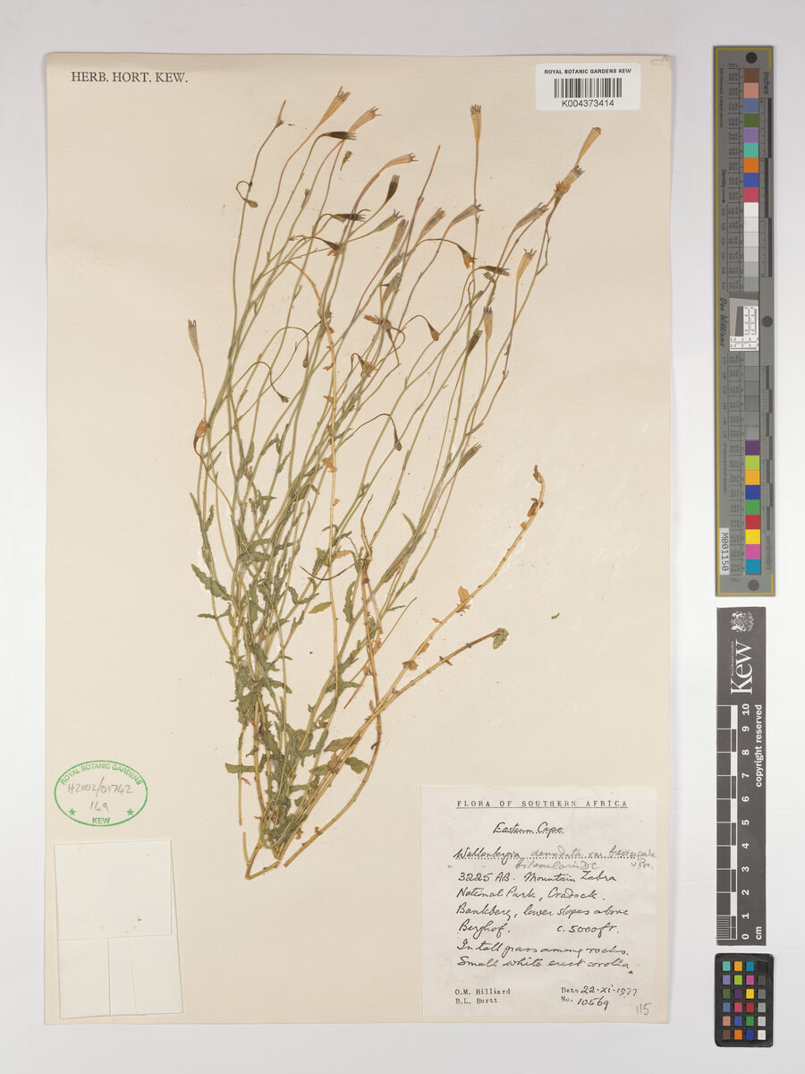 Wahlenbergia denudata — photo